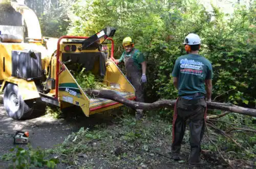 tree services Cameron